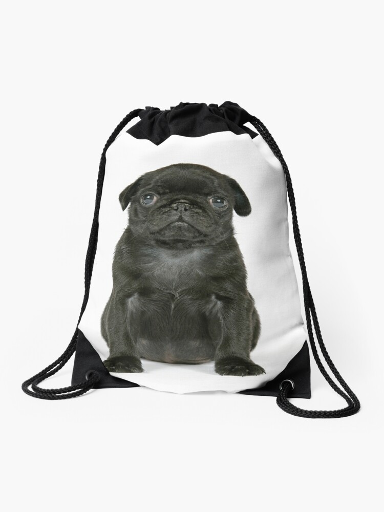 black pug backpack