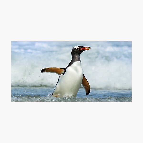 Artikel-Vorschau von  Panorama, Breitbilddrucke, Wandteppiche, Wandteppiche, Überwurfdecken, Bettdecken, Bettbezüge, Duschvorhänge, Pinguin-Druck, Pinguin-Wandkunst, Pinguin-Kunst, Ozean, Vogelarten, Meer, designt und verkauft von eyesight4vision.