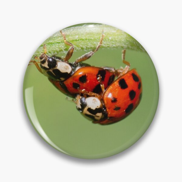 Item preview, Ladybugs in the mood for love designed and sold by LifesTooBig.