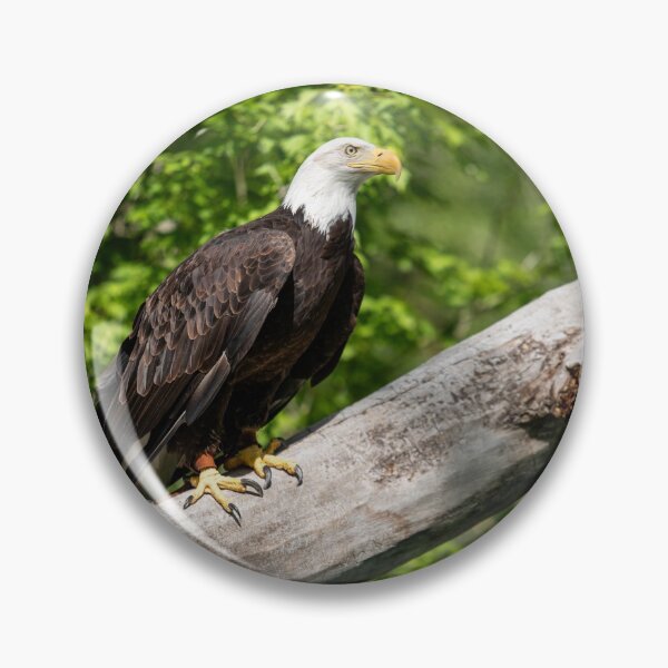 Item preview, Bald Eagle designed and sold by ColtonHamm.