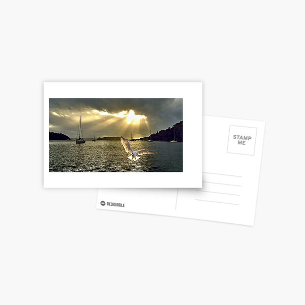 Seagull at Sunrise with Crepuscular Rays Postcard