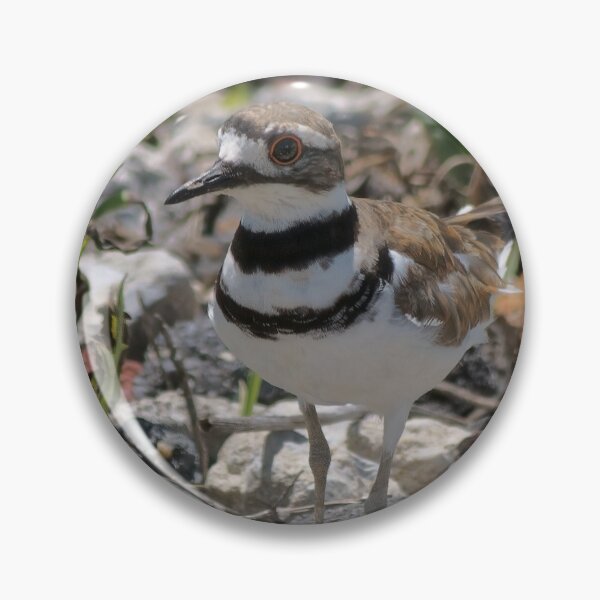 Item preview, Killdeer Was Here  designed and sold by Lanis Rossi.