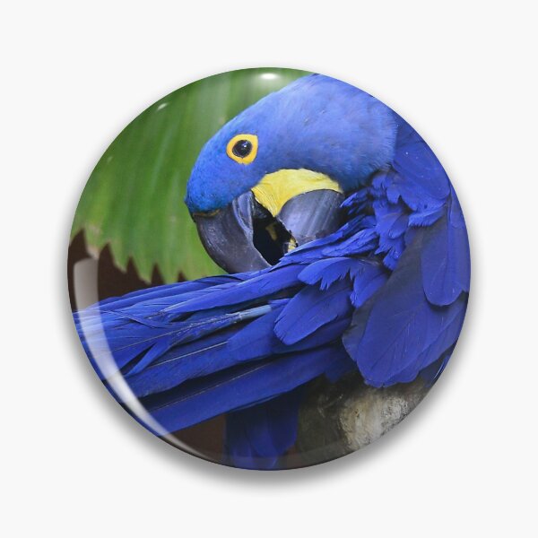 Item preview, Hyacinth Macaw Preening Its Feathers Art Photo designed and sold by DEC02.