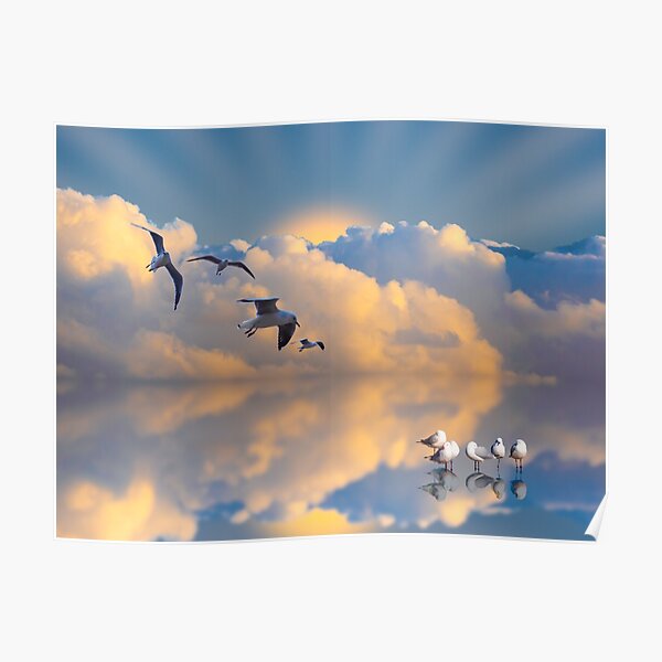 SEAGULL SUNSET Poster