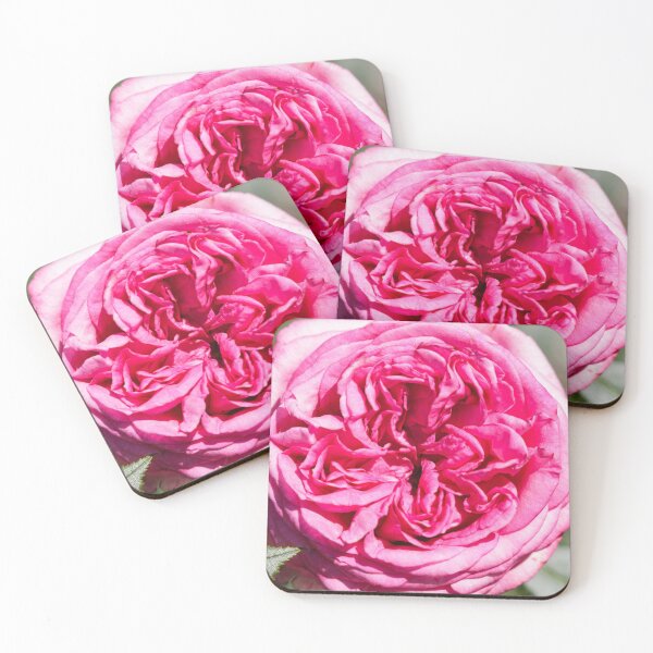 Item preview, Pink rose designed and sold by Lukasz Szczepanski.
