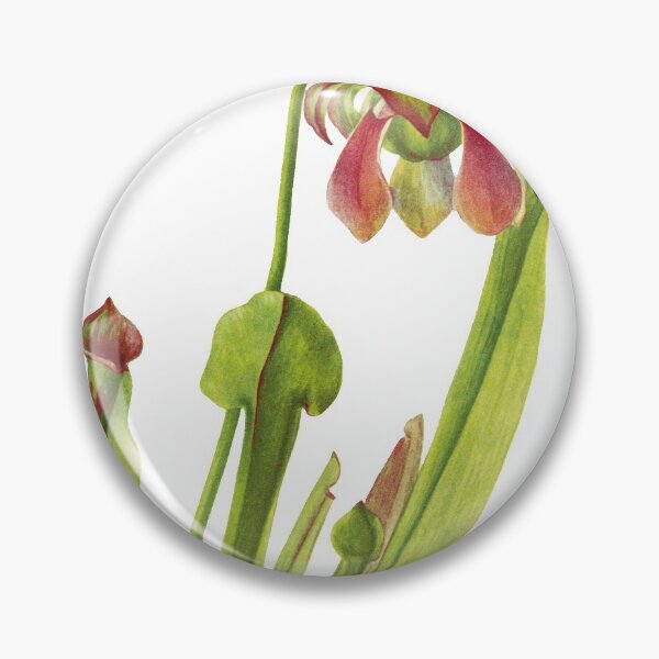 Item preview, Catesby Pitcherplant - Sarracenia catesaei - Walcott - Botanical Illustration designed and sold by chimakingthings.