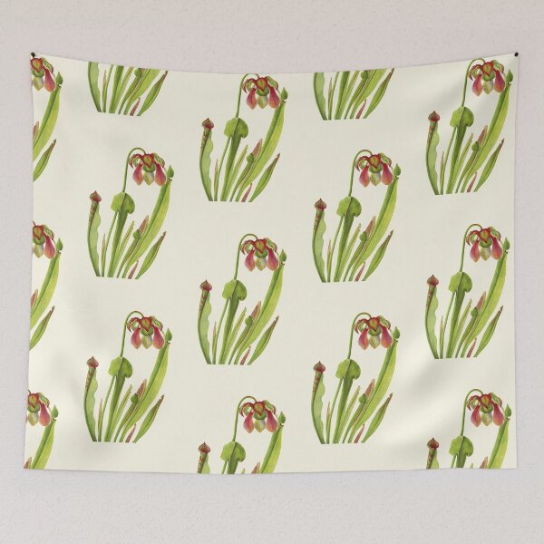 Item preview, Catesby Pitcherplant - Sarracenia catesaei - Walcott - Botanical Illustration designed and sold by chimakingthings.