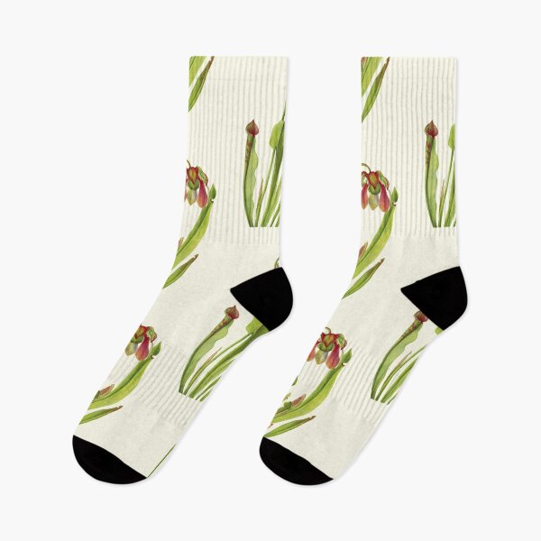 Item preview, Catesby Pitcherplant - Sarracenia catesaei - Walcott - Botanical Illustration designed and sold by chimakingthings.
