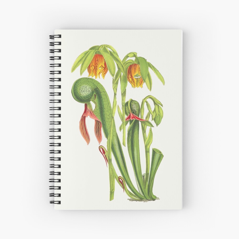 Drawing Carnivorous Plants | Facebook