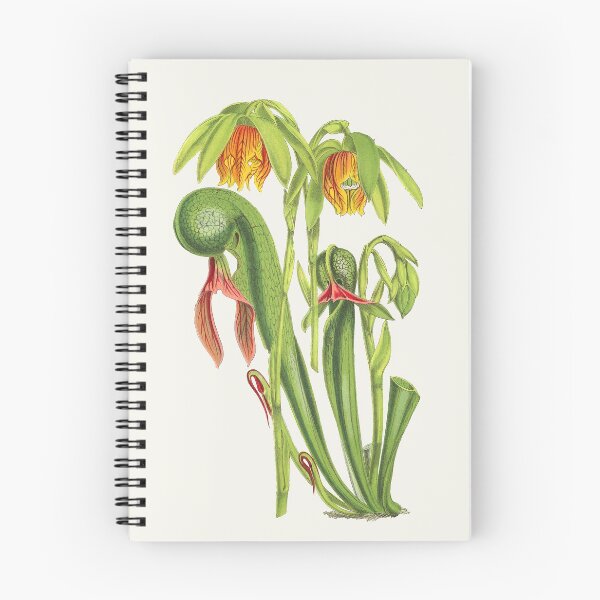 Item preview, California Pitcherplant - Darlingtonia Californica - Walcott - Botanical Illustration designed and sold by chimakingthings.