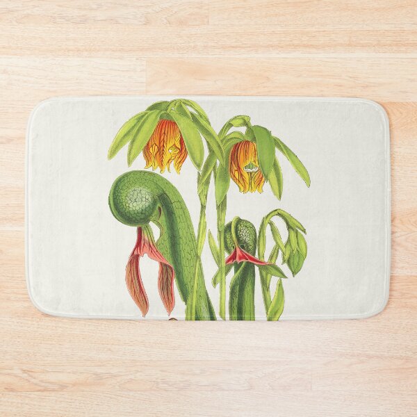 Item preview, California Pitcherplant - Darlingtonia Californica - Walcott - Botanical Illustration designed and sold by chimakingthings.