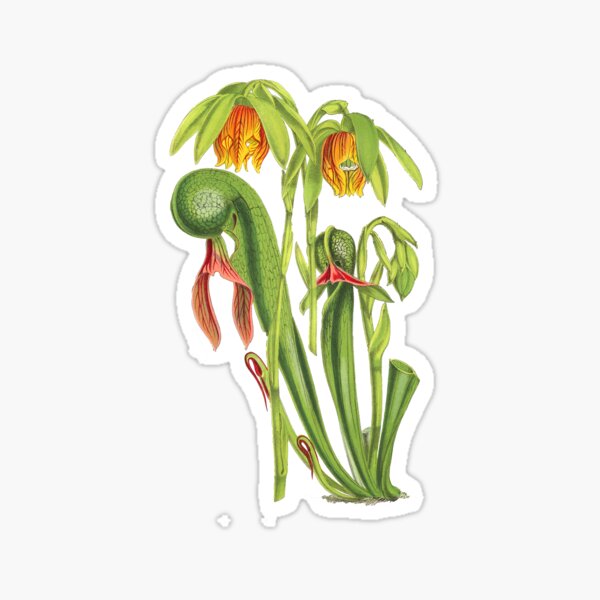 Item preview, California Pitcherplant - Darlingtonia Californica - Walcott - Botanical Illustration designed and sold by chimakingthings.