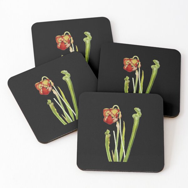 Item preview, Drummond Pitcherplant - Sarracenia Drummond - Walcott - Botanical Illustration designed and sold by chimakingthings.
