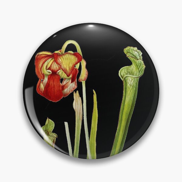 Item preview, Drummond Pitcherplant - Sarracenia Drummond - Walcott - Botanical Illustration designed and sold by chimakingthings.