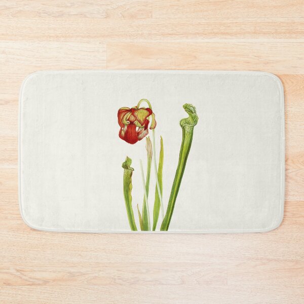 Item preview, Drummond Pitcherplant - Sarracenia Drummond - Walcott - Botanical Illustration designed and sold by chimakingthings.