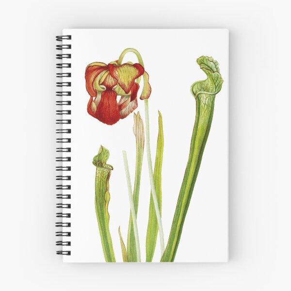 Item preview, Drummond Pitcherplant - Sarracenia Drummond - Walcott - Botanical Illustration designed and sold by chimakingthings.