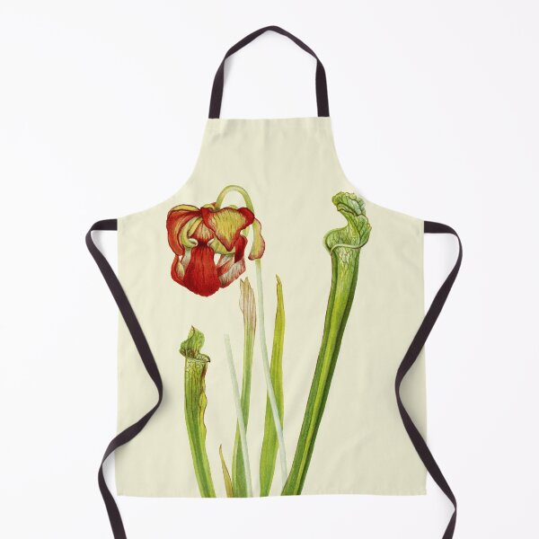 Item preview, Drummond Pitcherplant - Sarracenia Drummond - Walcott - Botanical Illustration designed and sold by chimakingthings.