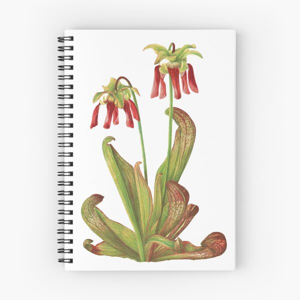 Item preview, Parrot Pitcherplant - Sarracenia Psittacina - Walcott - Botanical Illustration designed and sold by chimakingthings.