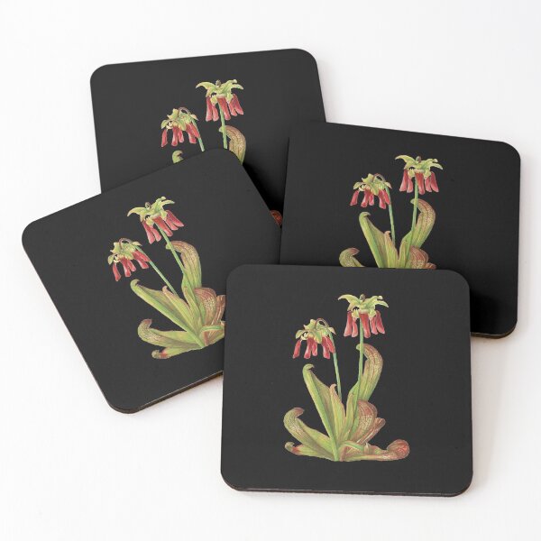 Item preview, Parrot Pitcherplant - Sarracenia Psittacina - Walcott - Botanical Illustration designed and sold by chimakingthings.