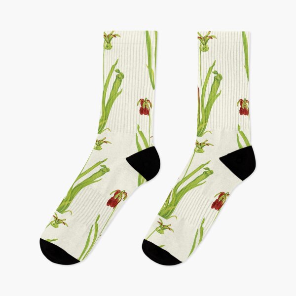 Item preview, Sweet Pitcherplant - Sarracenia Rubra- Walcott - Botanical Illustration designed and sold by chimakingthings.