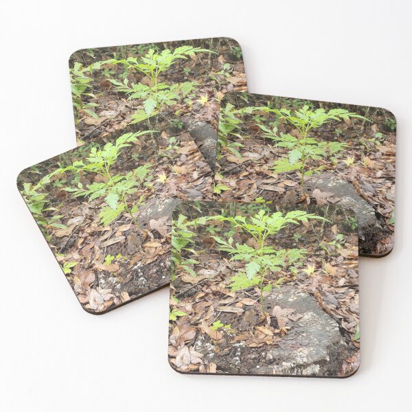 Item preview, Seedling and Stump designed and sold by Bugs and Rockets.