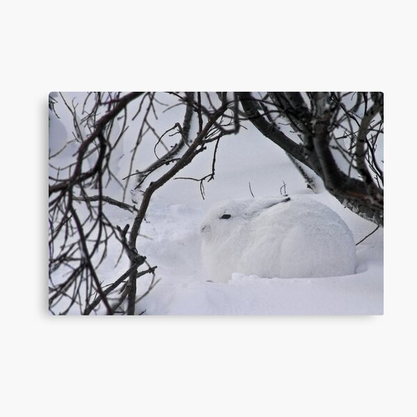 Arctic hare hunkered down Canvas Print