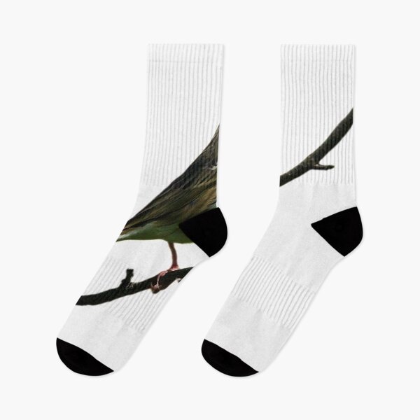 Item preview, The tree pipit (scientific name: Anthus hodgsoni) is a small songbird, similar in appearance to the wood pipit, with a body length of 15-16 cm. designed and sold by zenger2021.