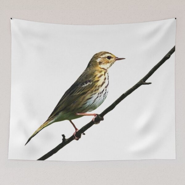 Item preview, The tree pipit (scientific name: Anthus hodgsoni) is a small songbird, similar in appearance to the wood pipit, with a body length of 15-16 cm. designed and sold by zenger2021.
