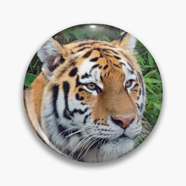 Item preview, A Beautiful Amur Tigress designed and sold by Karen Thomson.