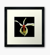 Tiny Dancer - A New Perspective on Orchid Life Framed Print