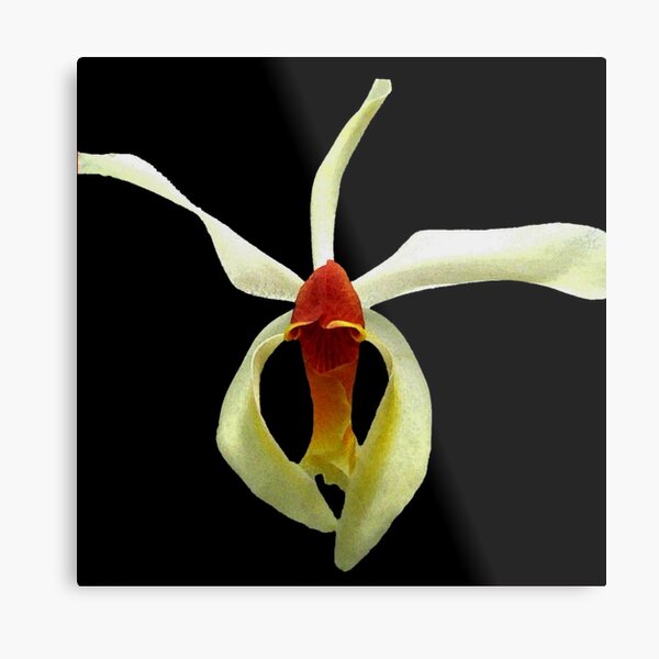 Tiny Dancer - A New Perspective on Orchid Life Metal Print
