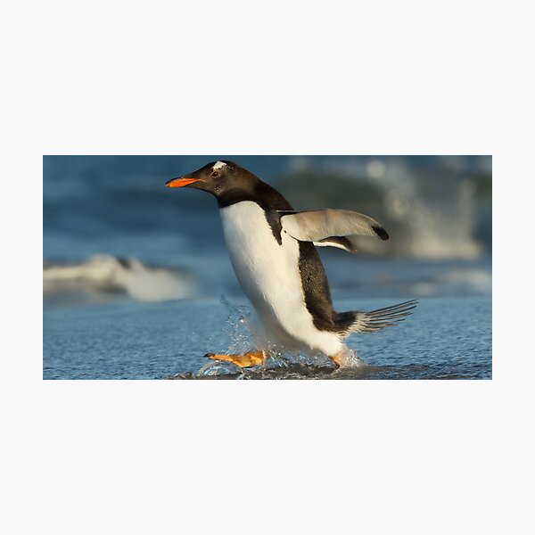 Item preview, Panoramic,widescreen prints,  Tapestries,Tapestry,throw blankets,comforters,duvet covers ,shower curtains,Penguins print,Penguin  wall art,Penguin  art designed and sold by eyesight4vision.