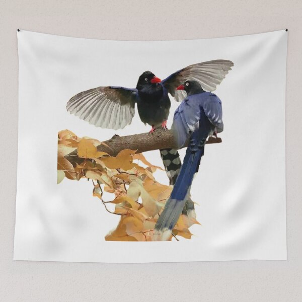 Item preview, Taiwan blue magpie (scientific name: Urocissa caerulea): body length is 64 to 65 cm, wingspan is 18 to 21 cm, tail length is about 40 cm designed and sold by zenger2021.