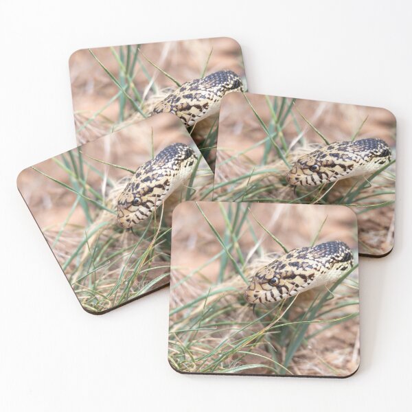 Item preview, Bull Snake designed and sold by Greg Birkett.