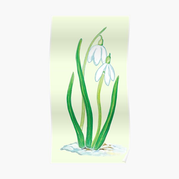 Snowdrops Poster