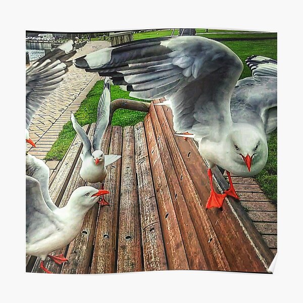 Seagulls Poster