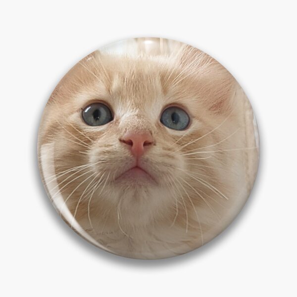 Item preview, Ragdoll Mainecoon kitten designed and sold by Fluffycat2020.