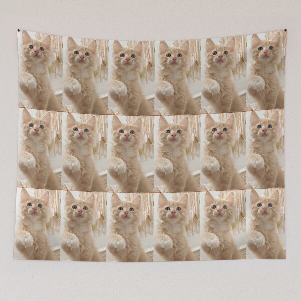 Item preview, Ragdoll Mainecoon kitten designed and sold by Fluffycat2020.