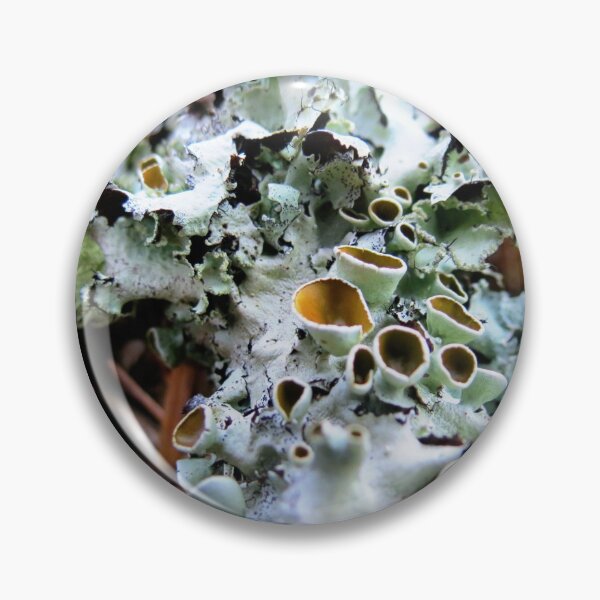 Item preview, Stalked-cup Lichen designed and sold by Jean Gregory Evans.