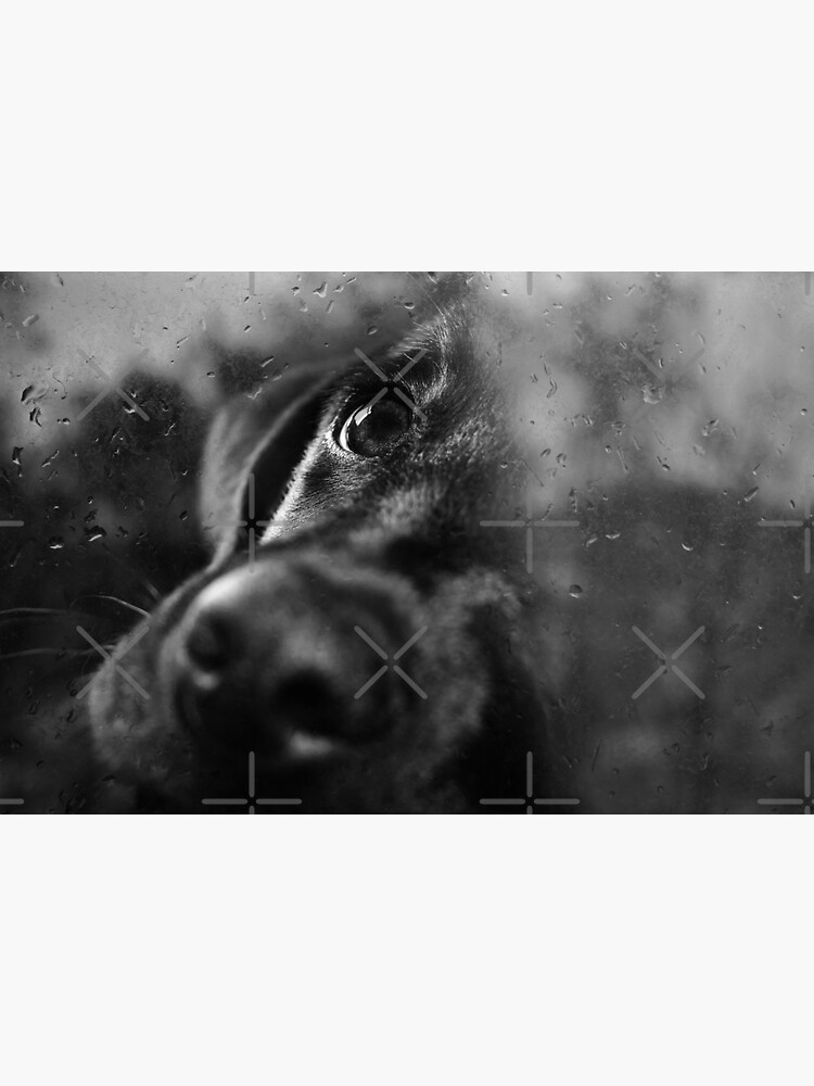 dog by Ingz