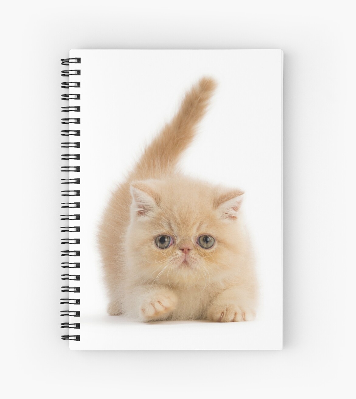 Cute Exotic Shorthair Kitten Spiral Notebook By Ardeaonline