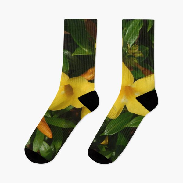 Item preview, Flowering Yellow Allamanda Plant designed and sold by Bennymp.