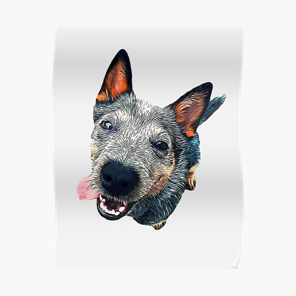 Blue Heeler / Australian Cattle Dog Poster