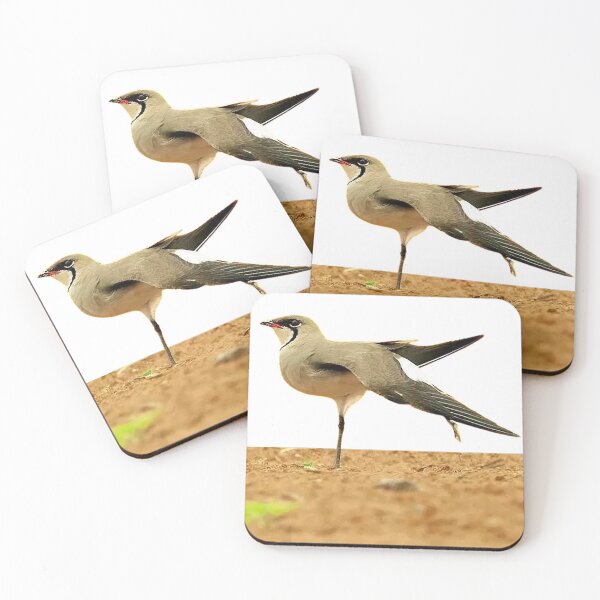 Item preview, Swallow plover (héng) pratincole, also known as swallow plover. Glareolidae (Glareolidae)  designed and sold by zenger2021.