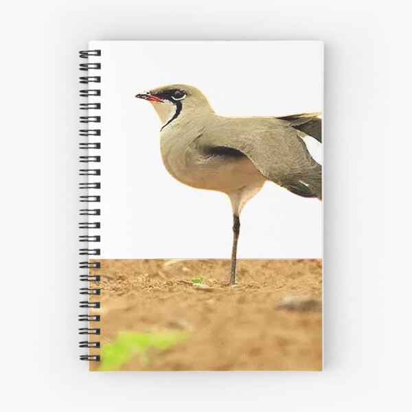 Item preview, Swallow plover (héng) pratincole, also known as swallow plover. Glareolidae (Glareolidae)  designed and sold by zenger2021.