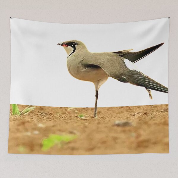 Item preview, Swallow plover (héng) pratincole, also known as swallow plover. Glareolidae (Glareolidae)  designed and sold by zenger2021.