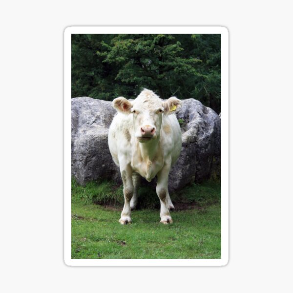 køkken Skabelse taske Cow On Grass Gifts & Merchandise for Sale | Redbubble