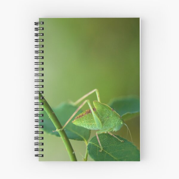 Item preview, Young Bush-Cricket 1 designed and sold by jvnimages.