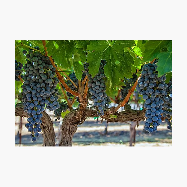 Item preview, Grapes 1 designed and sold by jvnimages.
