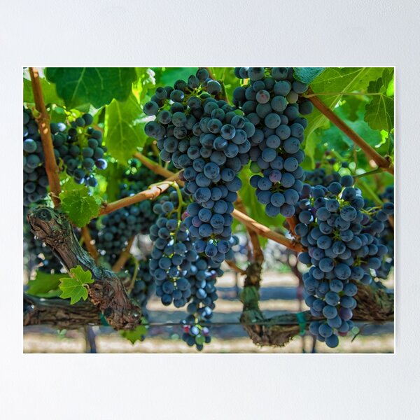 Item preview, Grapes 2 designed and sold by jvnimages.